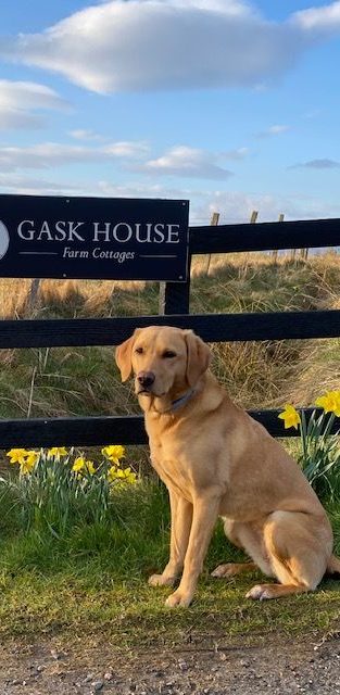 Breagha, one of the Gask House Labradors, waits expectantly for new guests to arrive! 