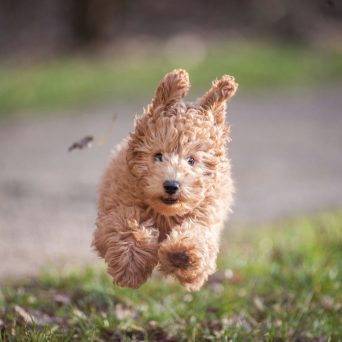 Photo by Arjan Stalpers on unsplash.com/photos/dog-jumping-on-grasses-8-sgismcDAQ