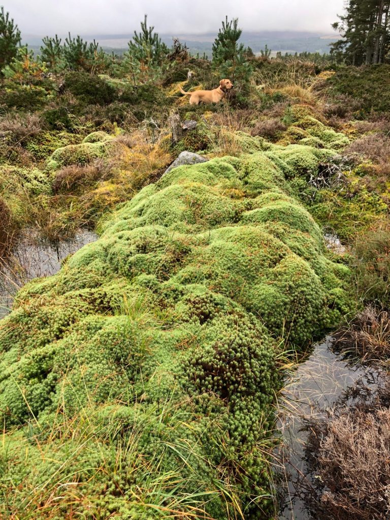 Tomfat Wood