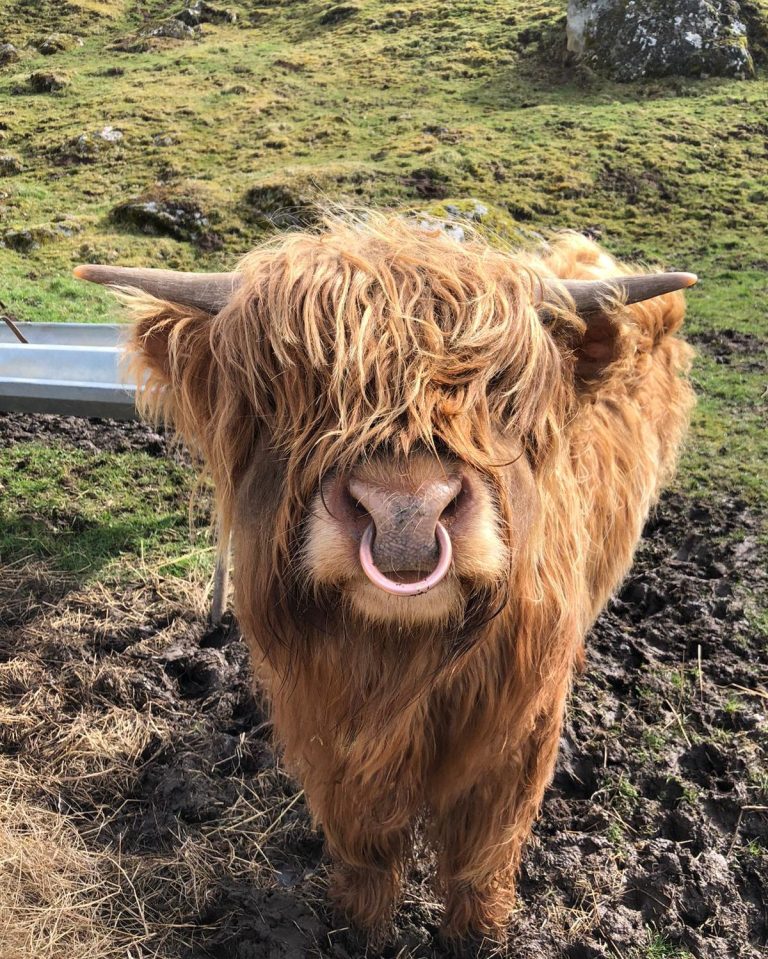 Young Highland Coo at Dunlichty 