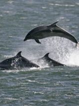 Dolphins at Chanonry point