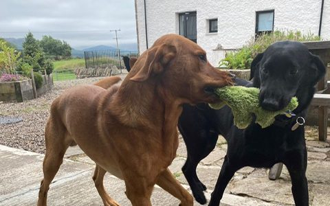 Ezra and Hunter fighting over "Nessie" (RIP)